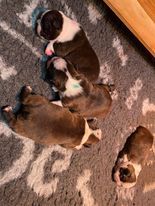 Chiot Boston Terrier De Boston D'ô